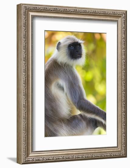 India. Grey langur, Hanuman langur at Bandhavgarh Tiger Reserve-Ralph H. Bendjebar-Framed Photographic Print