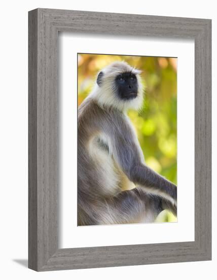 India. Grey langur, Hanuman langur at Bandhavgarh Tiger Reserve-Ralph H. Bendjebar-Framed Photographic Print