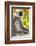 India. Grey langur, Hanuman langur at Bandhavgarh Tiger Reserve-Ralph H. Bendjebar-Framed Photographic Print