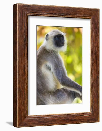 India. Grey langur, Hanuman langur at Bandhavgarh Tiger Reserve-Ralph H. Bendjebar-Framed Photographic Print