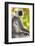 India. Grey langur, Hanuman langur at Bandhavgarh Tiger Reserve-Ralph H. Bendjebar-Framed Photographic Print