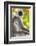 India. Grey langur, Hanuman langur at Bandhavgarh Tiger Reserve-Ralph H. Bendjebar-Framed Photographic Print