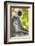 India. Grey langur, Hanuman langur at Bandhavgarh Tiger Reserve-Ralph H. Bendjebar-Framed Photographic Print