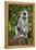 India. Grey langur, Hanuman langur at Kanha Tiger Reserve-Ralph H. Bendjebar-Framed Premier Image Canvas