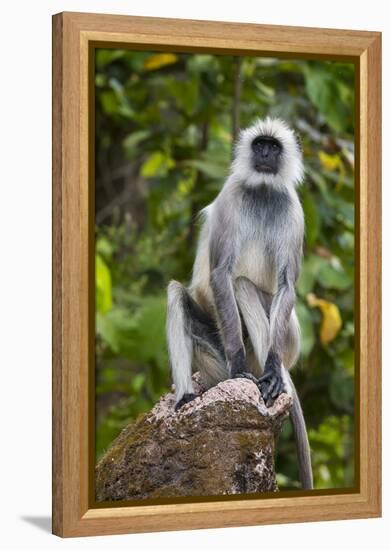 India. Grey langur, Hanuman langur at Kanha Tiger Reserve-Ralph H. Bendjebar-Framed Premier Image Canvas