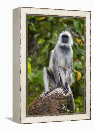 India. Grey langur, Hanuman langur at Kanha Tiger Reserve-Ralph H. Bendjebar-Framed Premier Image Canvas