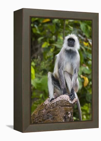 India. Grey langur, Hanuman langur at Kanha Tiger Reserve-Ralph H. Bendjebar-Framed Premier Image Canvas