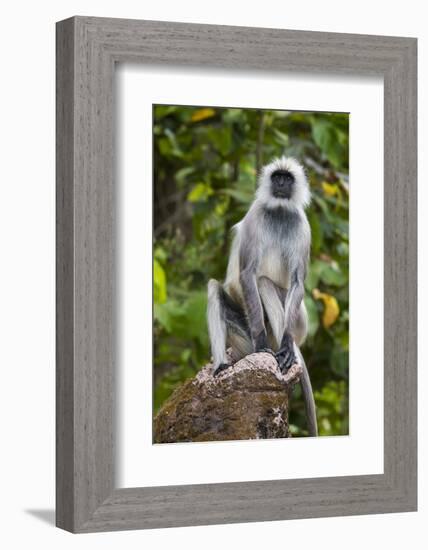 India. Grey langur, Hanuman langur at Kanha Tiger Reserve-Ralph H. Bendjebar-Framed Photographic Print