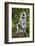 India. Grey langur, Hanuman langur at Kanha Tiger Reserve-Ralph H. Bendjebar-Framed Photographic Print