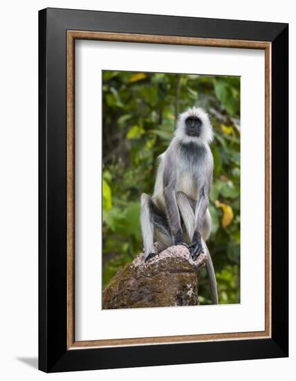 India. Grey langur, Hanuman langur at Kanha Tiger Reserve-Ralph H. Bendjebar-Framed Photographic Print