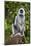 India. Grey langur, Hanuman langur at Kanha Tiger Reserve-Ralph H. Bendjebar-Mounted Photographic Print