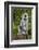 India. Grey langur, Hanuman langur at Kanha Tiger Reserve-Ralph H. Bendjebar-Framed Photographic Print