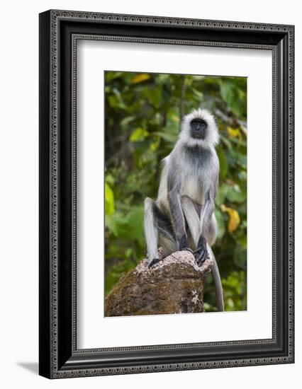 India. Grey langur, Hanuman langur at Kanha Tiger Reserve-Ralph H. Bendjebar-Framed Photographic Print