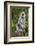 India. Grey langur, Hanuman langur at Kanha Tiger Reserve-Ralph H. Bendjebar-Framed Photographic Print