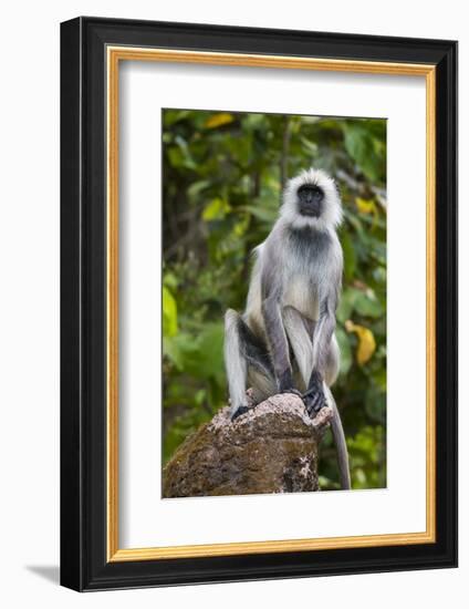 India. Grey langur, Hanuman langur at Kanha Tiger Reserve-Ralph H. Bendjebar-Framed Photographic Print