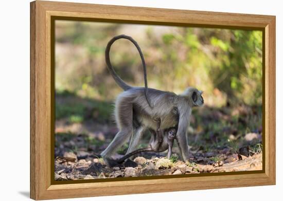 India. Grey langur, Hanuman langur at Kanha Tiger Reserve-Ralph H. Bendjebar-Framed Premier Image Canvas