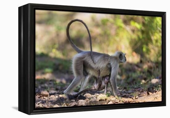 India. Grey langur, Hanuman langur at Kanha Tiger Reserve-Ralph H. Bendjebar-Framed Premier Image Canvas