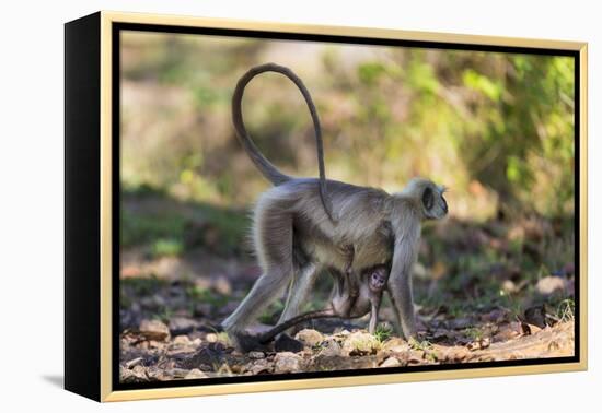 India. Grey langur, Hanuman langur at Kanha Tiger Reserve-Ralph H. Bendjebar-Framed Premier Image Canvas