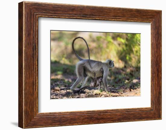 India. Grey langur, Hanuman langur at Kanha Tiger Reserve-Ralph H. Bendjebar-Framed Photographic Print