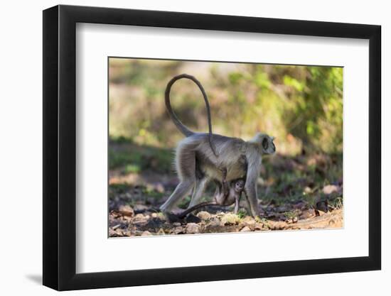 India. Grey langur, Hanuman langur at Kanha Tiger Reserve-Ralph H. Bendjebar-Framed Photographic Print