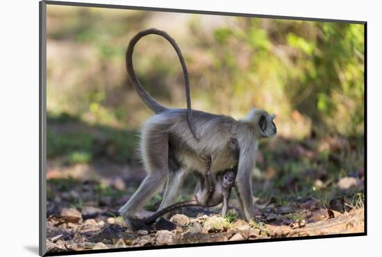 India. Grey langur, Hanuman langur at Kanha Tiger Reserve-Ralph H. Bendjebar-Mounted Photographic Print