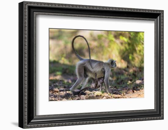 India. Grey langur, Hanuman langur at Kanha Tiger Reserve-Ralph H. Bendjebar-Framed Photographic Print