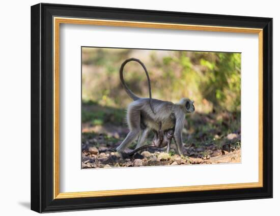 India. Grey langur, Hanuman langur at Kanha Tiger Reserve-Ralph H. Bendjebar-Framed Photographic Print