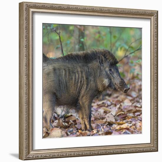 India. Indian boar, Sus scrofa cristatus, at Kanha Tiger reserve.-Ralph H. Bendjebar-Framed Photographic Print