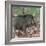 India. Indian boar, Sus scrofa cristatus, at Kanha Tiger reserve.-Ralph H. Bendjebar-Framed Photographic Print