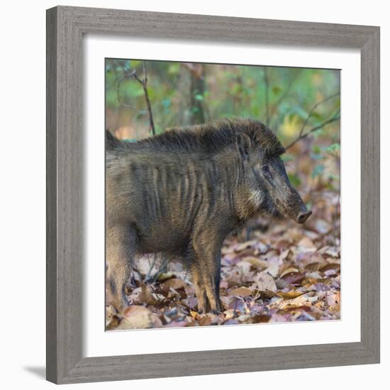 India. Indian boar, Sus scrofa cristatus, at Kanha Tiger reserve.-Ralph H. Bendjebar-Framed Photographic Print