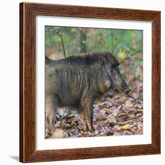 India. Indian boar, Sus scrofa cristatus, at Kanha Tiger reserve.-Ralph H. Bendjebar-Framed Photographic Print