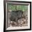 India. Indian boar, Sus scrofa cristatus, at Kanha Tiger reserve.-Ralph H. Bendjebar-Framed Photographic Print