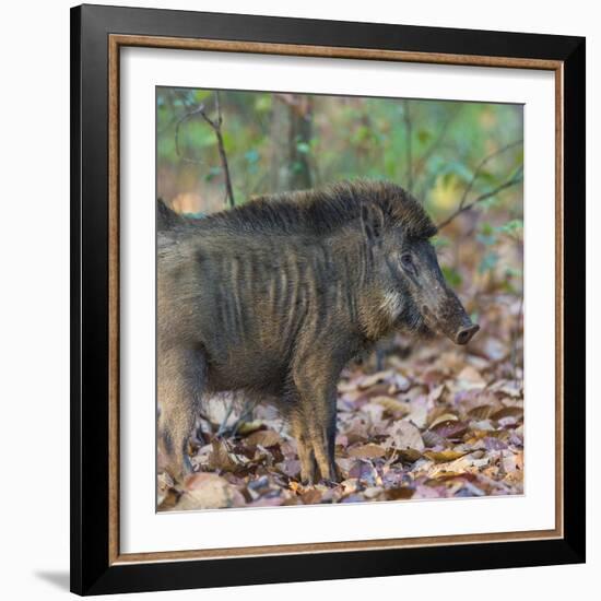 India. Indian boar, Sus scrofa cristatus, at Kanha Tiger reserve.-Ralph H. Bendjebar-Framed Photographic Print