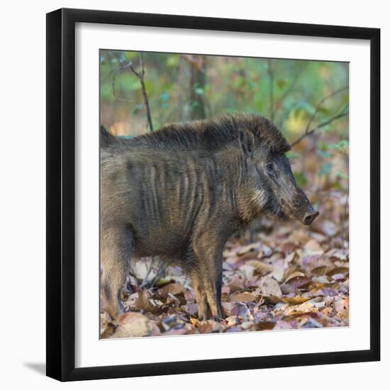 India. Indian boar, Sus scrofa cristatus, at Kanha Tiger reserve.-Ralph H. Bendjebar-Framed Photographic Print