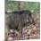 India. Indian boar, Sus scrofa cristatus, at Kanha Tiger reserve.-Ralph H. Bendjebar-Mounted Photographic Print