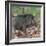 India. Indian boar, Sus scrofa cristatus, at Kanha Tiger reserve.-Ralph H. Bendjebar-Framed Photographic Print