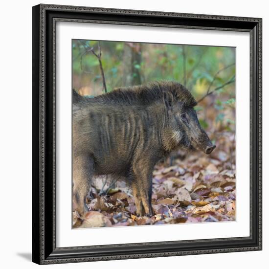 India. Indian boar, Sus scrofa cristatus, at Kanha Tiger reserve.-Ralph H. Bendjebar-Framed Photographic Print