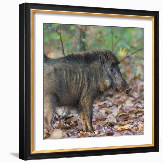 India. Indian boar, Sus scrofa cristatus, at Kanha Tiger reserve.-Ralph H. Bendjebar-Framed Photographic Print