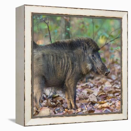 India. Indian boar, Sus scrofa cristatus, at Kanha Tiger reserve.-Ralph H. Bendjebar-Framed Premier Image Canvas