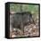 India. Indian boar, Sus scrofa cristatus, at Kanha Tiger reserve.-Ralph H. Bendjebar-Framed Premier Image Canvas