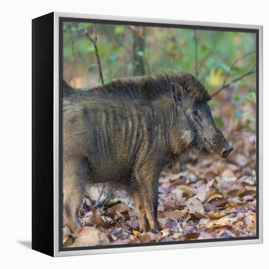 India. Indian boar, Sus scrofa cristatus, at Kanha Tiger reserve.-Ralph H. Bendjebar-Framed Premier Image Canvas