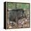 India. Indian boar, Sus scrofa cristatus, at Kanha Tiger reserve.-Ralph H. Bendjebar-Framed Premier Image Canvas