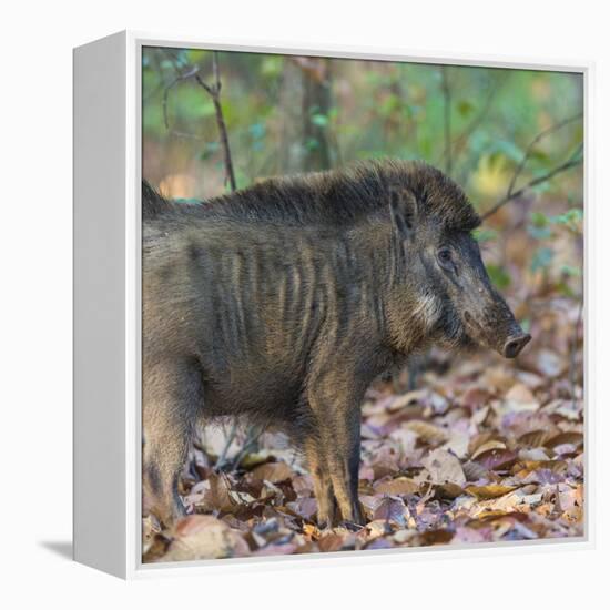 India. Indian boar, Sus scrofa cristatus, at Kanha Tiger reserve.-Ralph H. Bendjebar-Framed Premier Image Canvas