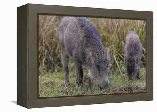 India. Indian boar, Sus scrofa cristatus, at Kanha Tiger reserve.-Ralph H. Bendjebar-Framed Premier Image Canvas