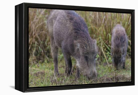 India. Indian boar, Sus scrofa cristatus, at Kanha Tiger reserve.-Ralph H. Bendjebar-Framed Premier Image Canvas