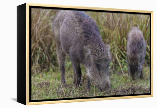 India. Indian boar, Sus scrofa cristatus, at Kanha Tiger reserve.-Ralph H. Bendjebar-Framed Premier Image Canvas