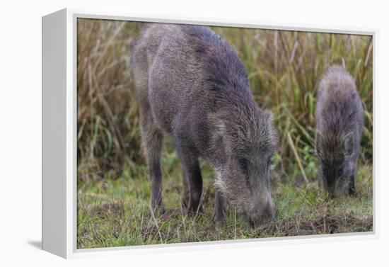 India. Indian boar, Sus scrofa cristatus, at Kanha Tiger reserve.-Ralph H. Bendjebar-Framed Premier Image Canvas