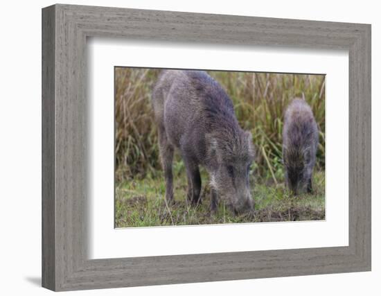 India. Indian boar, Sus scrofa cristatus, at Kanha Tiger reserve.-Ralph H. Bendjebar-Framed Photographic Print