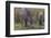 India. Indian boar, Sus scrofa cristatus, at Kanha Tiger reserve.-Ralph H. Bendjebar-Framed Photographic Print