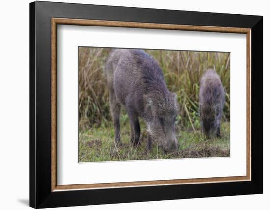 India. Indian boar, Sus scrofa cristatus, at Kanha Tiger reserve.-Ralph H. Bendjebar-Framed Photographic Print